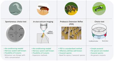 The neglected potential of invertebrates in detecting disease via olfaction